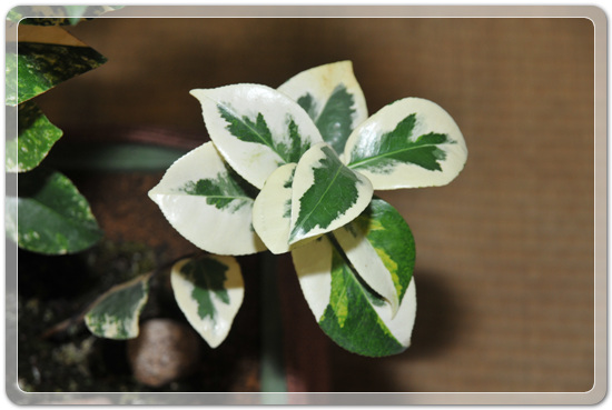 5f26c32f976a1f5ce7cf4702c88d6239_1477707