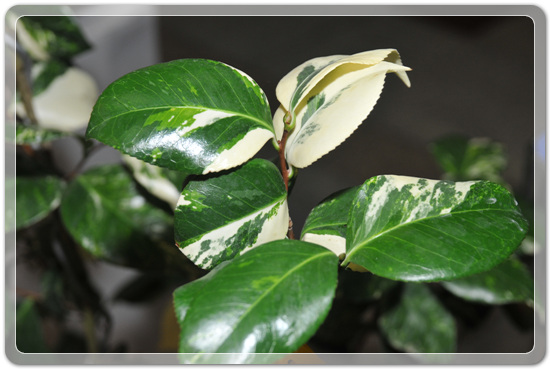 5f26c32f976a1f5ce7cf4702c88d6239_1477707