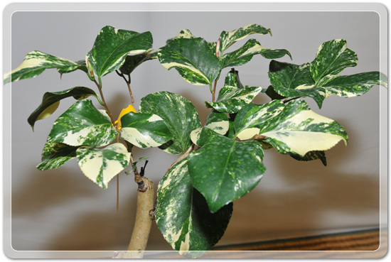 5f26c32f976a1f5ce7cf4702c88d6239_1477707