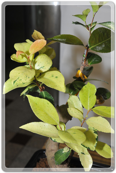 5f26c32f976a1f5ce7cf4702c88d6239_1477707