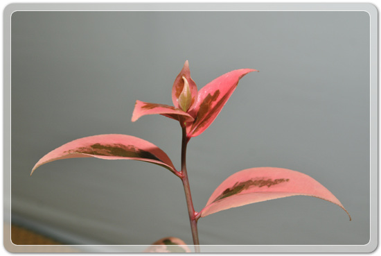 5f26c32f976a1f5ce7cf4702c88d6239_1477707