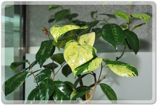 5f26c32f976a1f5ce7cf4702c88d6239_1477707