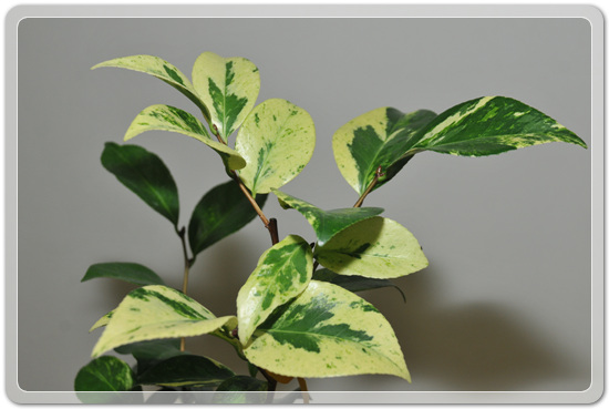 5f26c32f976a1f5ce7cf4702c88d6239_1477707