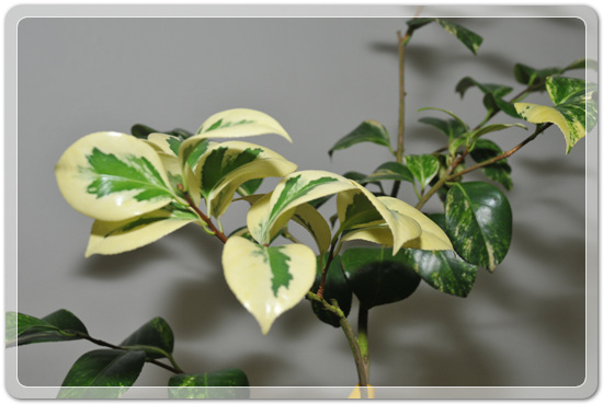 5f26c32f976a1f5ce7cf4702c88d6239_1477707