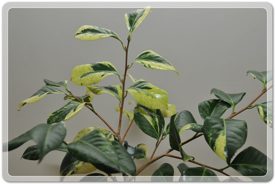 5f26c32f976a1f5ce7cf4702c88d6239_1477707