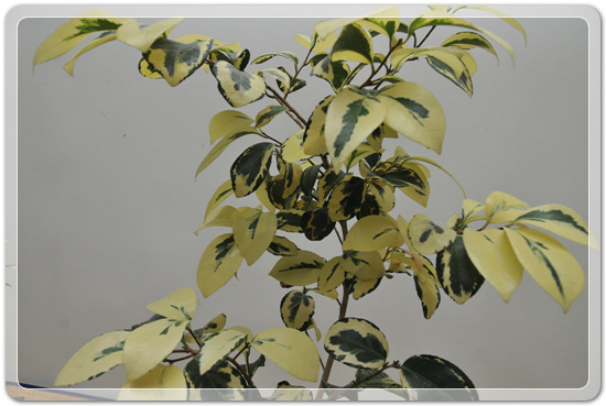 5f26c32f976a1f5ce7cf4702c88d6239_1477707