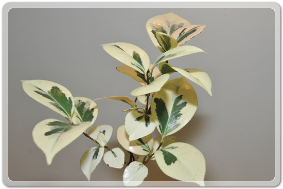 5f26c32f976a1f5ce7cf4702c88d6239_1477707