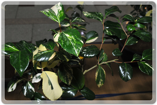 5f26c32f976a1f5ce7cf4702c88d6239_1477707