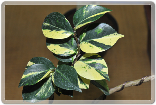 5f26c32f976a1f5ce7cf4702c88d6239_1477707