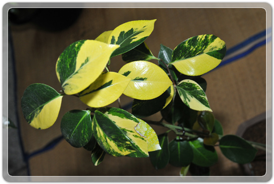 5f26c32f976a1f5ce7cf4702c88d6239_1477707