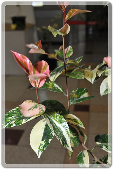 5f26c32f976a1f5ce7cf4702c88d6239_1477707