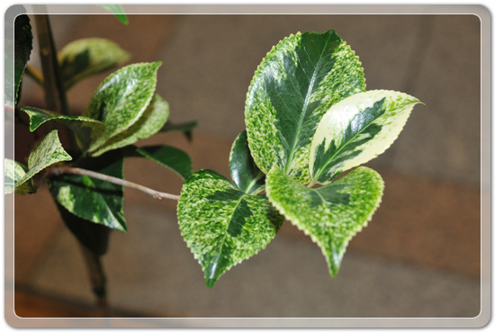 5f26c32f976a1f5ce7cf4702c88d6239_1477707