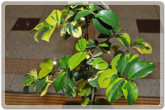 5f26c32f976a1f5ce7cf4702c88d6239_1477707