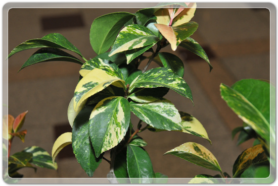 5f26c32f976a1f5ce7cf4702c88d6239_1477707