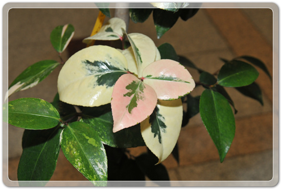 5f26c32f976a1f5ce7cf4702c88d6239_1477707