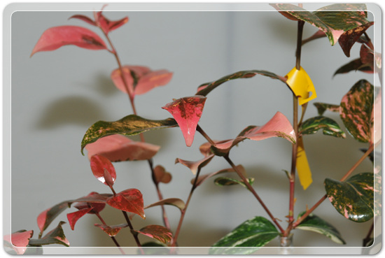 5f26c32f976a1f5ce7cf4702c88d6239_1477708