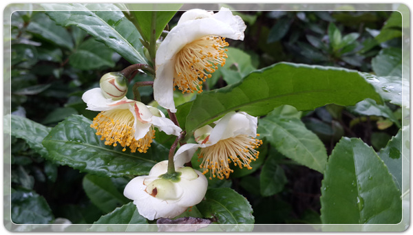 620d2087d6ba0c0d5ed8ea96ab8c43cb_1475932