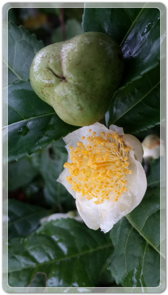 620d2087d6ba0c0d5ed8ea96ab8c43cb_1475932