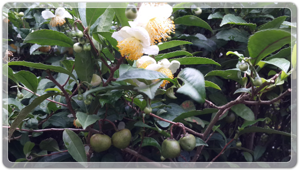 620d2087d6ba0c0d5ed8ea96ab8c43cb_1475932