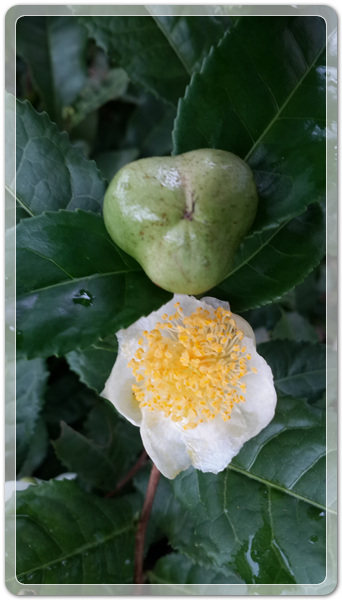 620d2087d6ba0c0d5ed8ea96ab8c43cb_1475932