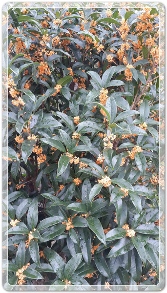 620d2087d6ba0c0d5ed8ea96ab8c43cb_1475932