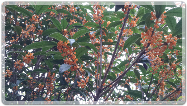 620d2087d6ba0c0d5ed8ea96ab8c43cb_1475932