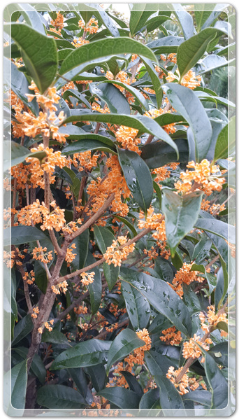 620d2087d6ba0c0d5ed8ea96ab8c43cb_1475932