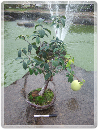 74fd1a27b8e0c41326663727417112db_1477142