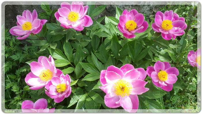 a685d7537fefd444e76126ad72353eaa_1495027