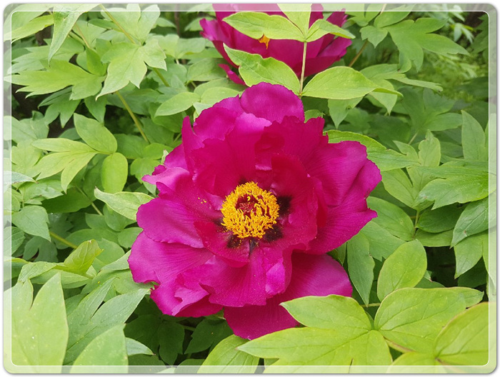 a685d7537fefd444e76126ad72353eaa_1495027