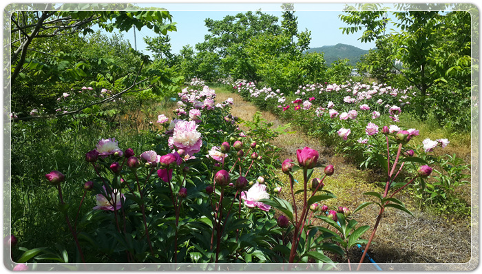 a685d7537fefd444e76126ad72353eaa_1495027