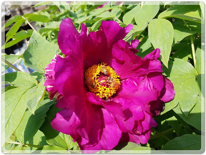 a685d7537fefd444e76126ad72353eaa_1495027