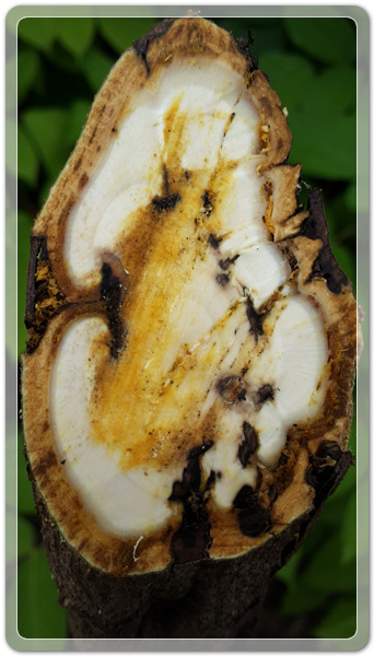 381b9f1d30b099891ab539f7a7c19eab_1497955