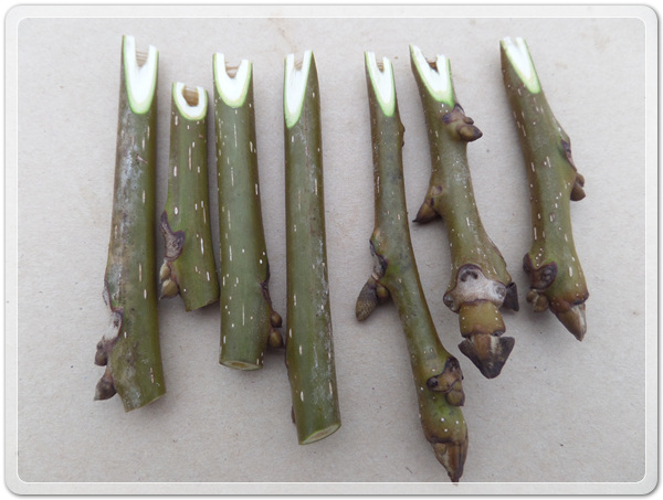 2d46fbac7d132bf32f30a49d29be1417_1498992