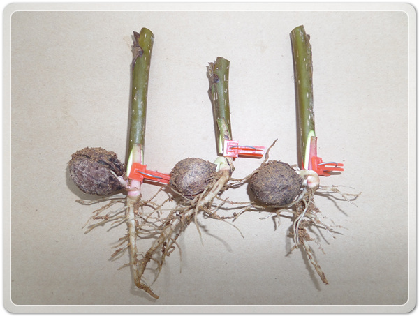 2d46fbac7d132bf32f30a49d29be1417_1498992