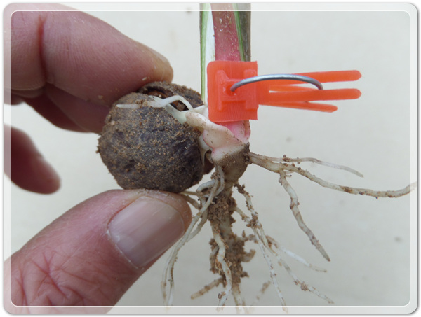 2d46fbac7d132bf32f30a49d29be1417_1498992