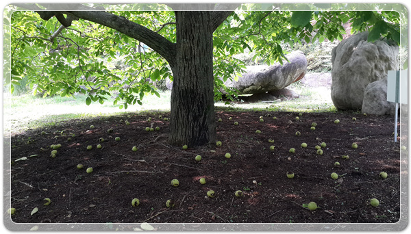 9e8dffba88e8053a4a2f8f6bdec3c6a2_1499260