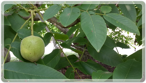 9e8dffba88e8053a4a2f8f6bdec3c6a2_1499260