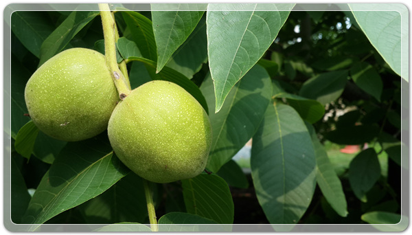 9e8dffba88e8053a4a2f8f6bdec3c6a2_1499260