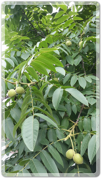 9e8dffba88e8053a4a2f8f6bdec3c6a2_1499260