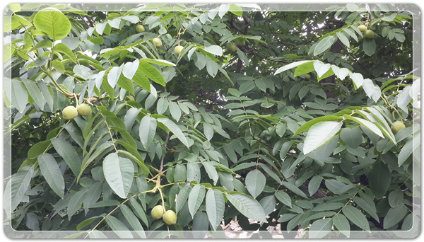 9e8dffba88e8053a4a2f8f6bdec3c6a2_1499260