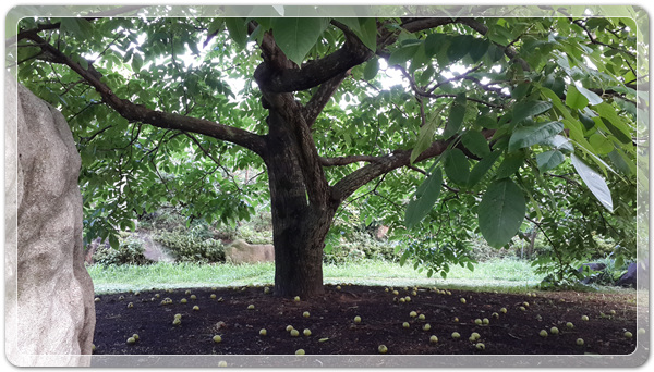 9e8dffba88e8053a4a2f8f6bdec3c6a2_1499260