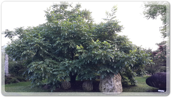 9e8dffba88e8053a4a2f8f6bdec3c6a2_1499260