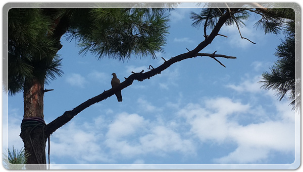 c29f5e5c4e6b6c3fedc504fc590550ca_1506342