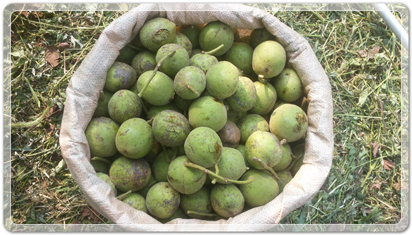 f9b4b701bd7d4dcad574c8e1fdb4c8a6_1507032