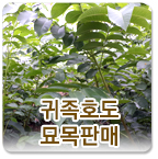 귀족호도 묘목판매